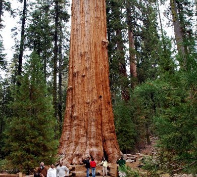 sequoia cabins