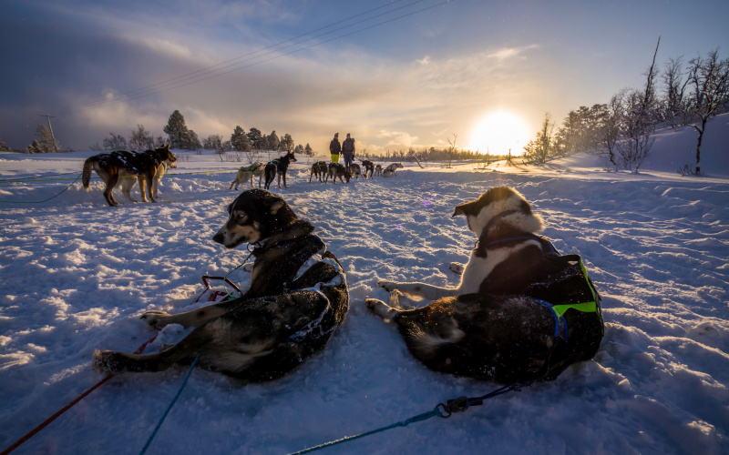 geilo husky at sunset