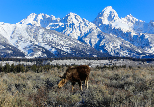 ski holidays in jackson-hole, skiing in jackson hole, wyoming